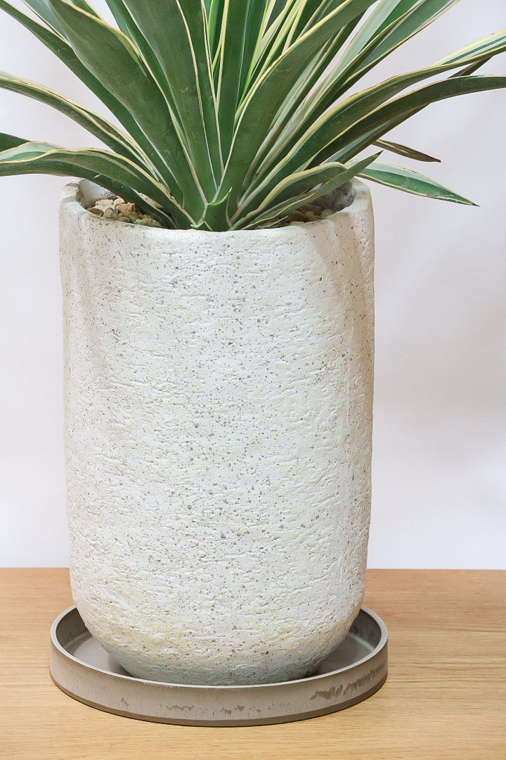 ユッカ グロリオサIV61219| 観葉植物の通信販売 | APEGO(アペーゴ)