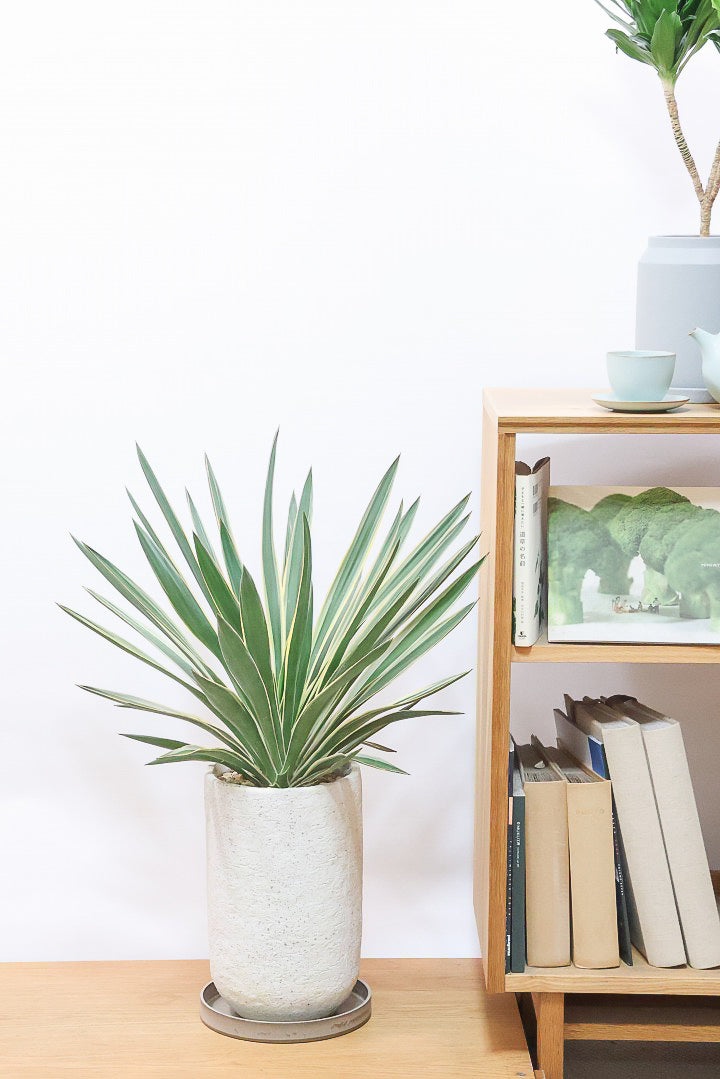 ユッカ グロリオサIV61219| 観葉植物の通信販売 | APEGO(アペーゴ)