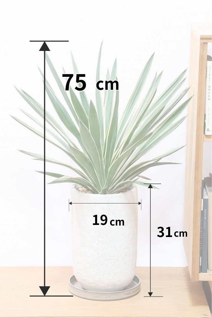 ユッカ グロリオサIV61219| 観葉植物の通信販売 | APEGO(アペーゴ)