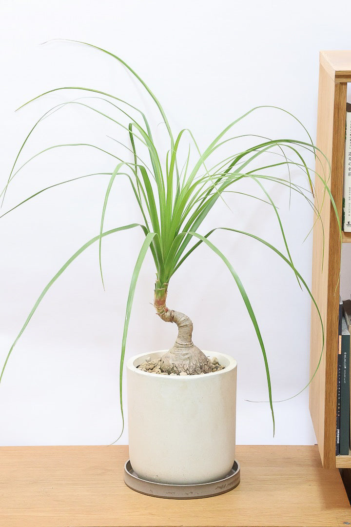 【ノリナ】かわいすぎる幹！温暖な沖縄で自由奔放に育てられた面白い樹形です！