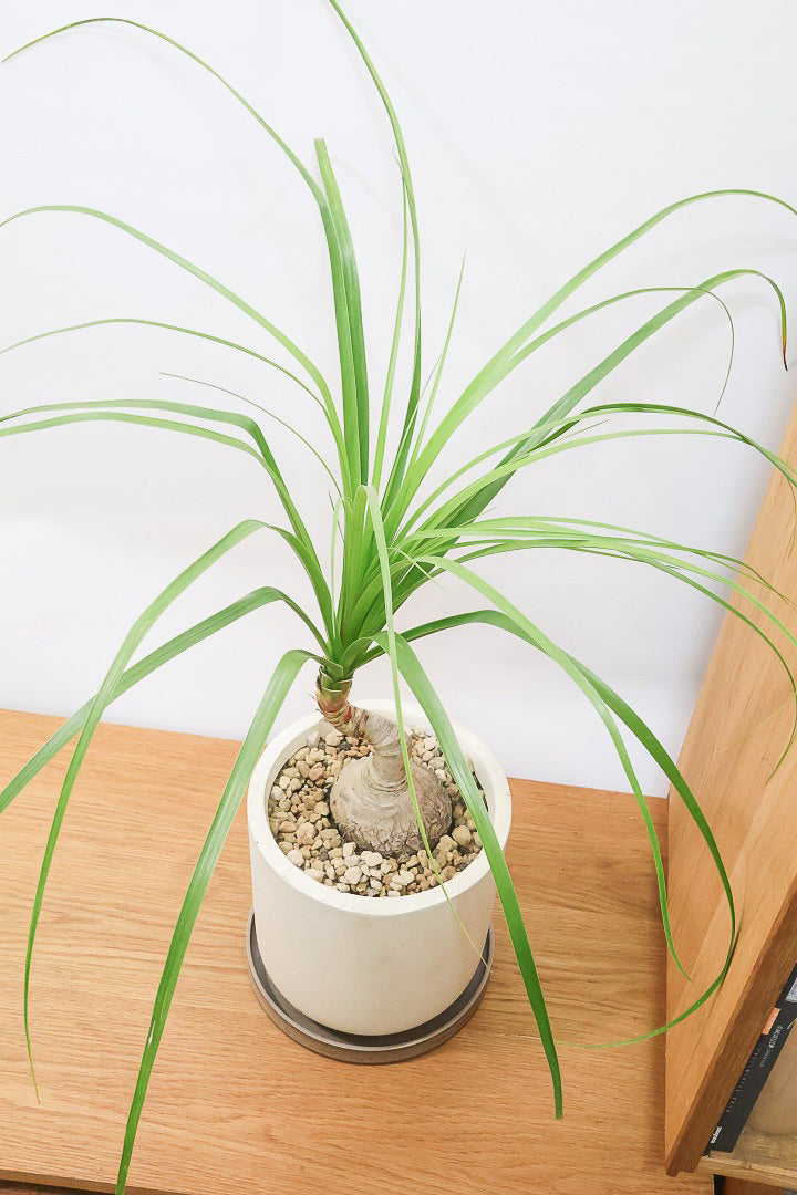 【ノリナ】かわいすぎる幹！温暖な沖縄で自由奔放に育てられた面白い樹形です！