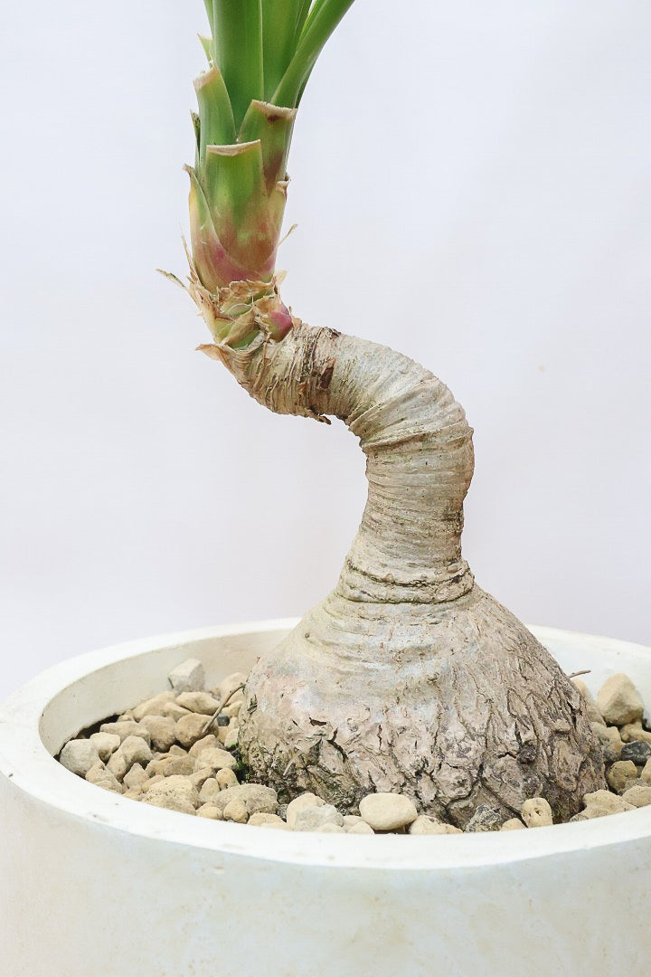 【ノリナ】かわいすぎる幹！温暖な沖縄で自由奔放に育てられた面白い樹形です！