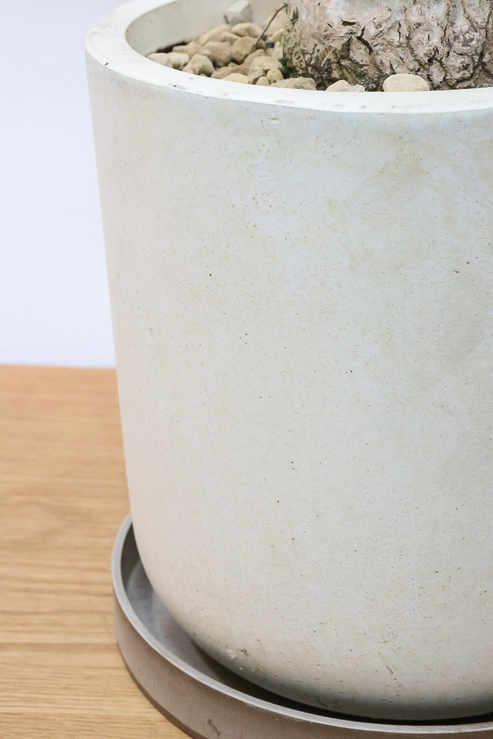 【ノリナ】かわいすぎる幹！温暖な沖縄で自由奔放に育てられた面白い樹形です！