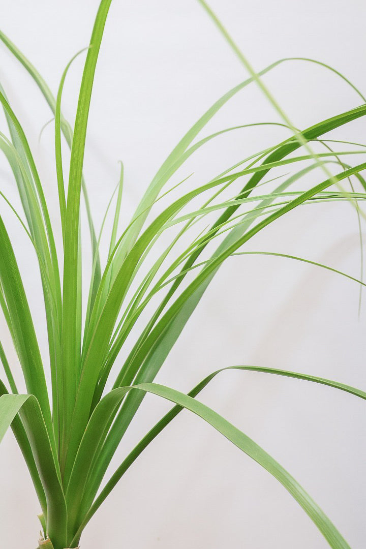 【ノリナ】かわいすぎる幹！温暖な沖縄で自由奔放に育てられた面白い樹形です！