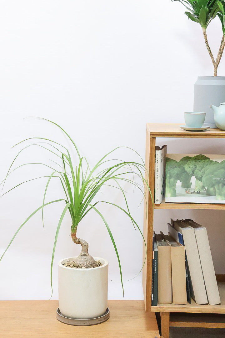 【ノリナ】かわいすぎる幹！温暖な沖縄で自由奔放に育てられた面白い樹形です！