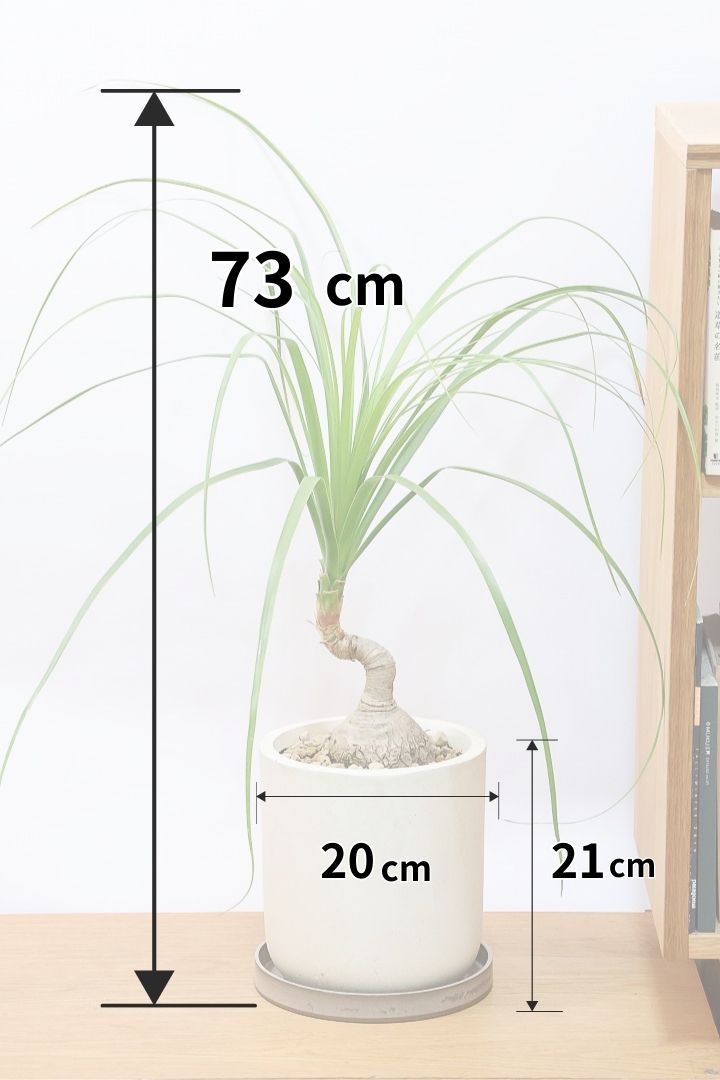 【ノリナ】かわいすぎる幹！温暖な沖縄で自由奔放に育てられた面白い樹形です！