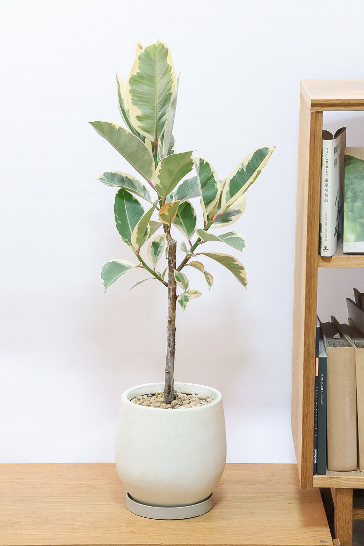 ゴムの木の植え替え時季と方法について| 観葉植物の基礎知識|APEGO