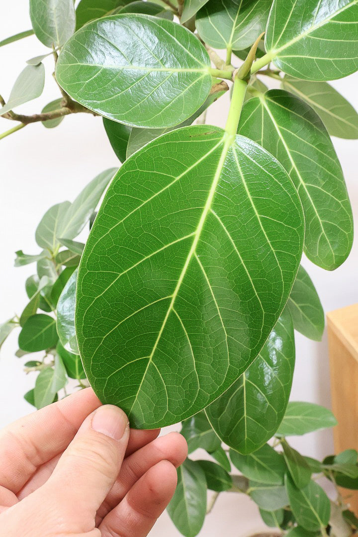 【ベンガレンシス】この樹形はイイ！素晴らしいS字樹形です！自信を持っておすすめします！