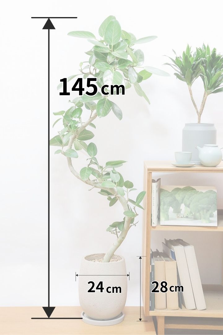 【ベンガレンシス】この樹形はイイ！素晴らしいS字樹形です！自信を持っておすすめします！