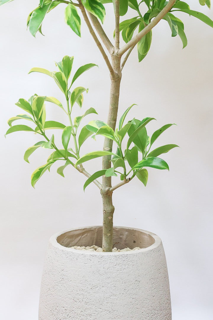 ファグラエア バリエガタGIV61224| 観葉植物の通信販売 | APEGO(アペーゴ)