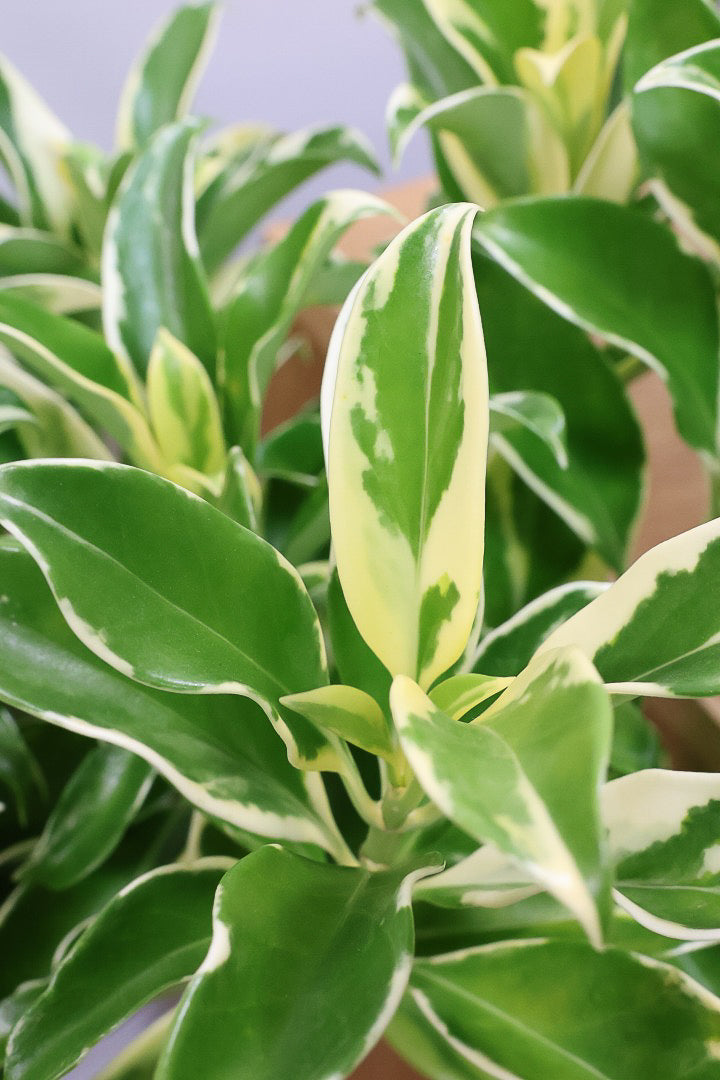 【ファグラエア バリエガタ】BIGでボリュームがあるタイプ！かなりレアな斑入り種です!日陰に強く育てやすい！