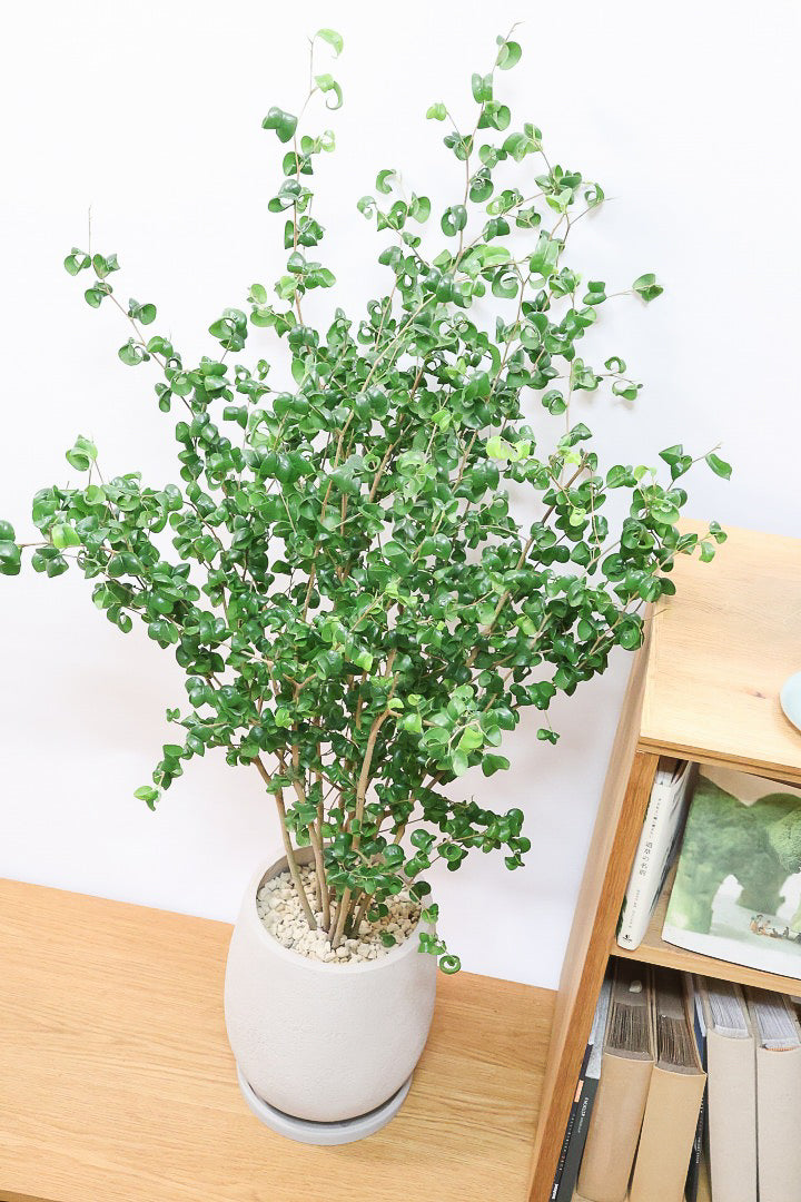 【ベンジャミン バロック】BIGサイズ！愛知県のベンジャミン作りの名人による逸品です！おすすめです！