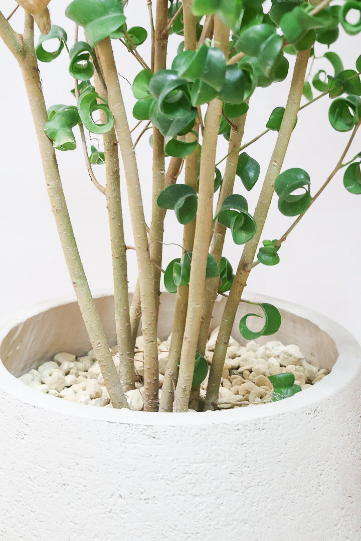 【ベンジャミン バロック】BIGサイズ！愛知県のベンジャミン作りの名人による逸品です！おすすめです！