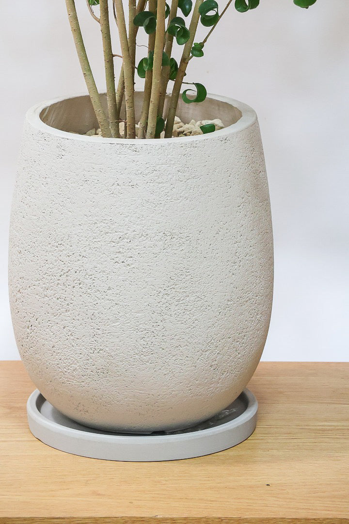 【ベンジャミン バロック】BIGサイズ！愛知県のベンジャミン作りの名人による逸品です！おすすめです！