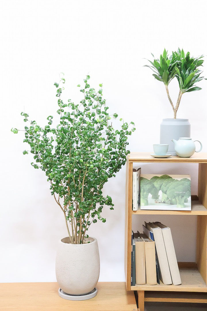 【ベンジャミン バロック】BIGサイズ！愛知県のベンジャミン作りの名人による逸品です！おすすめです！