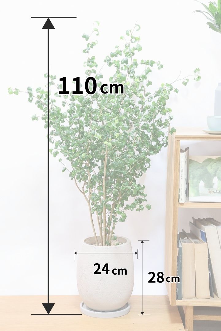 【ベンジャミン バロック】BIGサイズ！愛知県のベンジャミン作りの名人による逸品です！おすすめです！