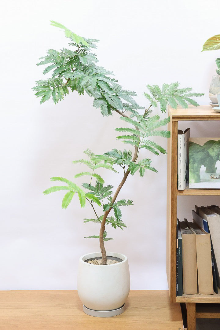 エバーフレッシュの育て方 | 【送料無料】観葉植物の通信販売 | APEGO