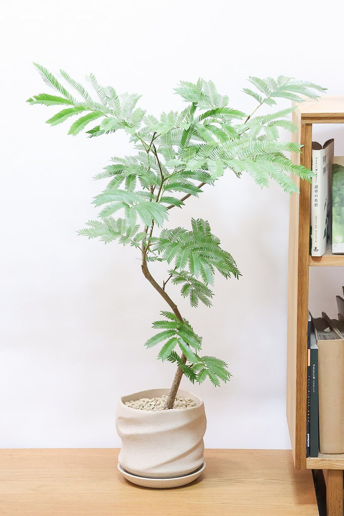 エバーフレッシュPIV61227| 観葉植物の通信販売 | APEGO(アペーゴ)