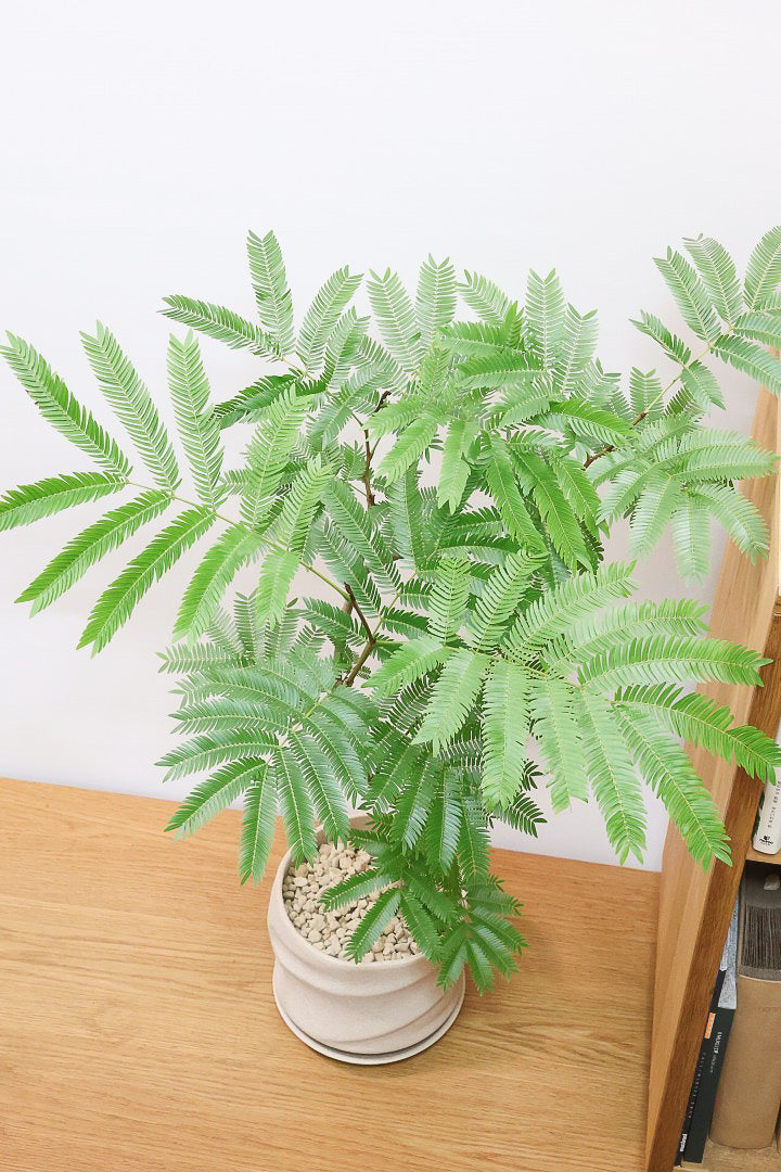 エバーフレッシュPIV61227| 観葉植物の通信販売 | APEGO(アペーゴ)