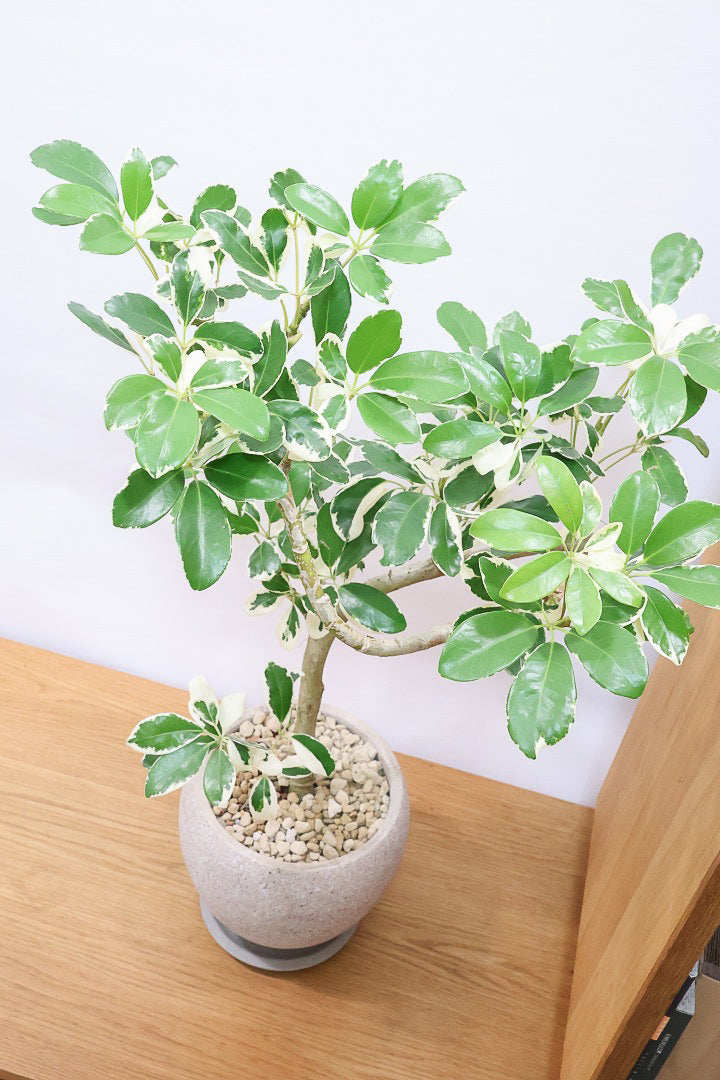 【シェフレラ ミルキー】待望のサイズ！鹿児島県のシェフレラ作りの名人さんが手がけたとてもカッコいい樹形です！