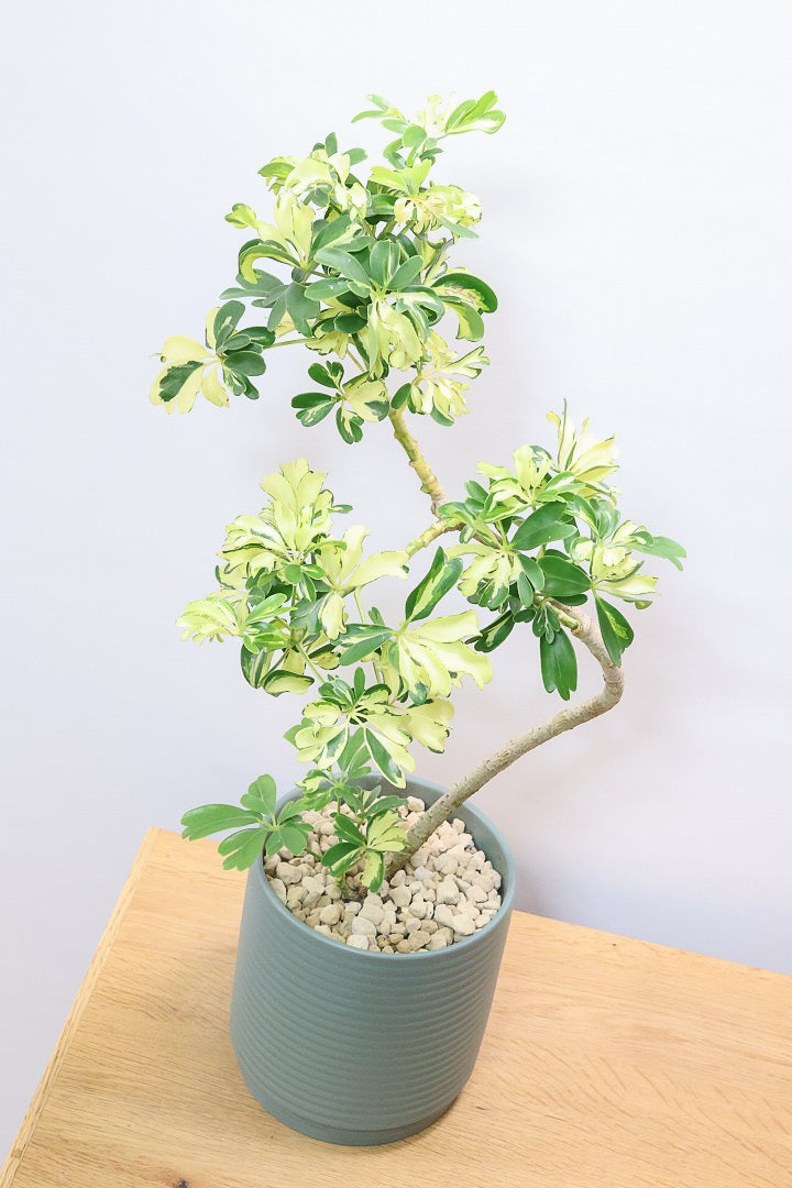 【シェフレラ ジェニーネ】シンプルな樹形！生長がとてもゆっくりなシェフレラなので、あまり出回らない品種です！