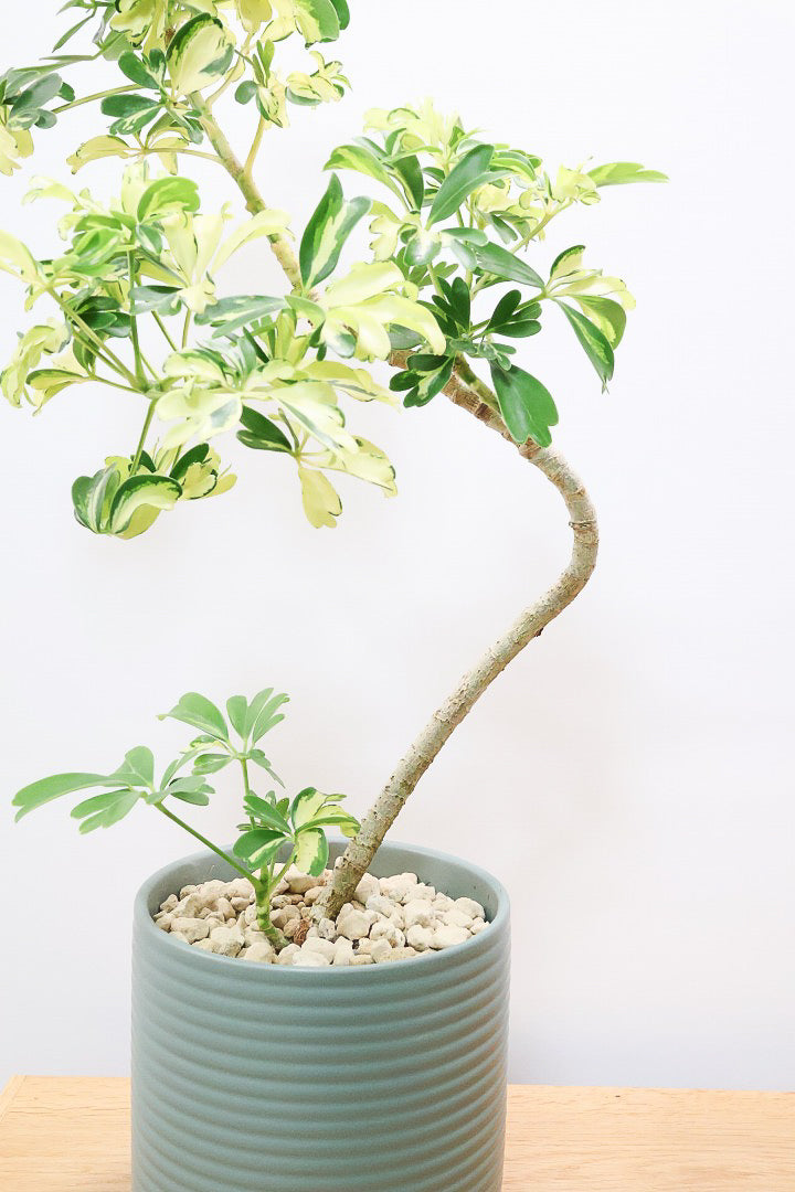 【シェフレラ ジェニーネ】シンプルな樹形！生長がとてもゆっくりなシェフレラなので、あまり出回らない品種です！