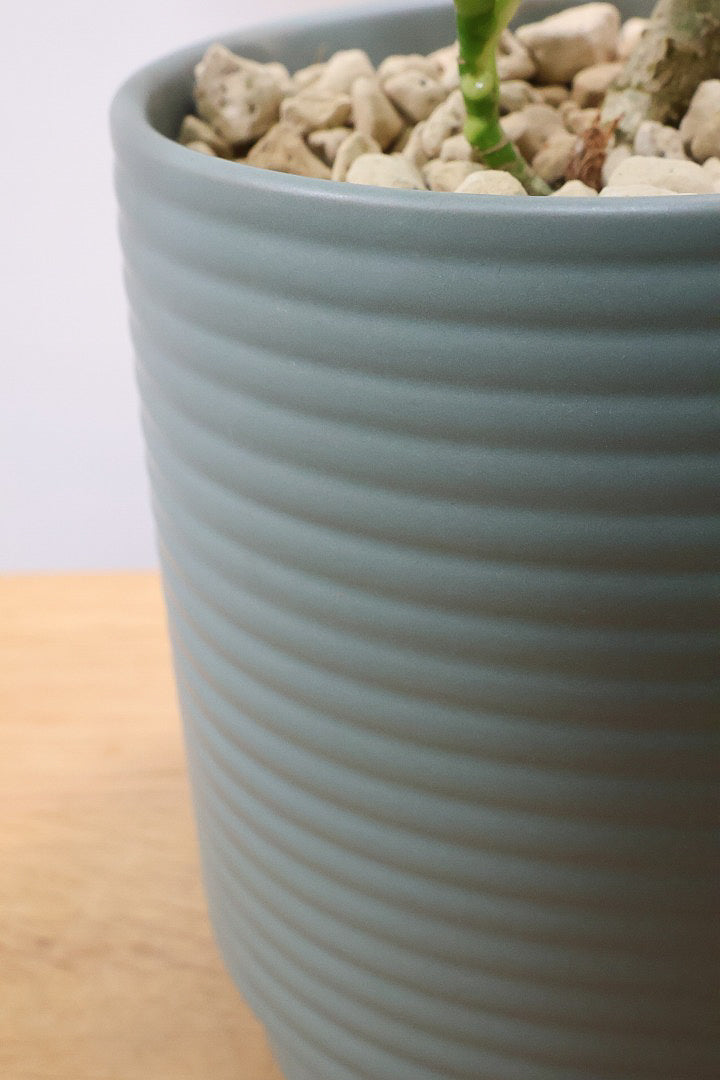 【シェフレラ ジェニーネ】シンプルな樹形！生長がとてもゆっくりなシェフレラなので、あまり出回らない品種です！