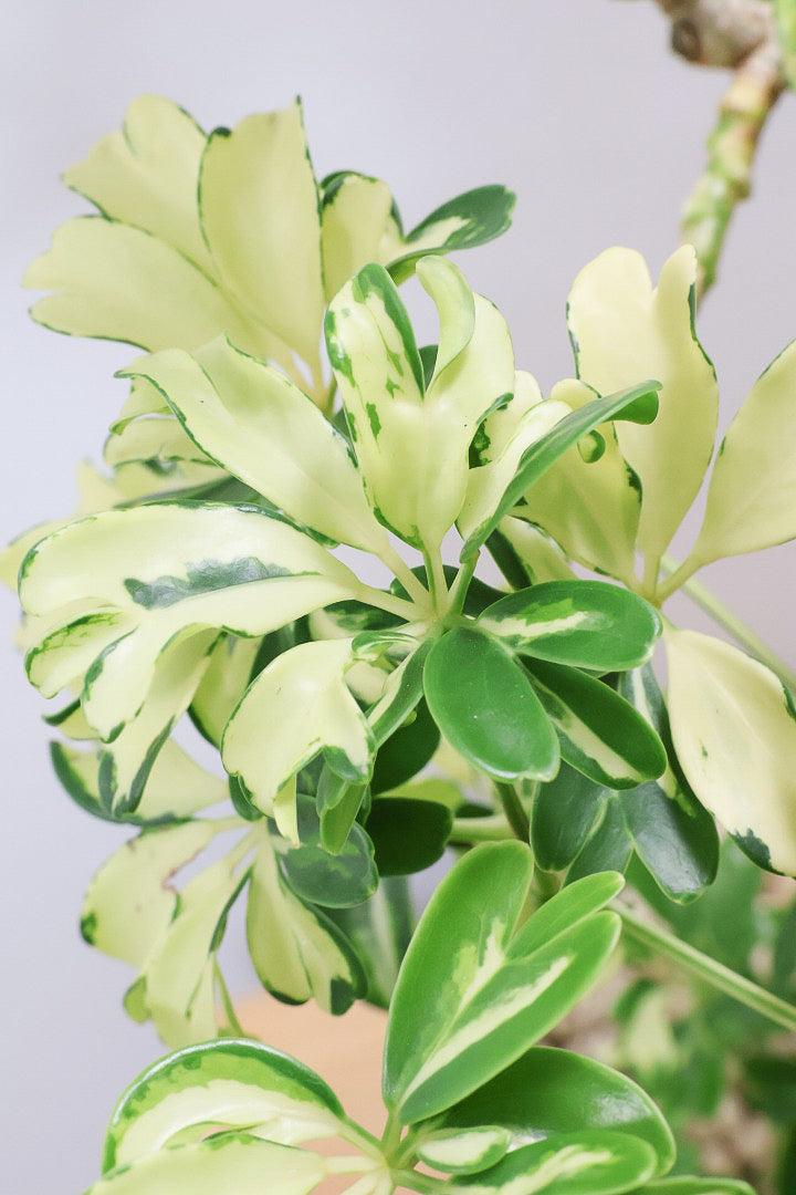 シェフレラ ジェニーネGR61231| 観葉植物の通信販売 | APEGO(アペーゴ)