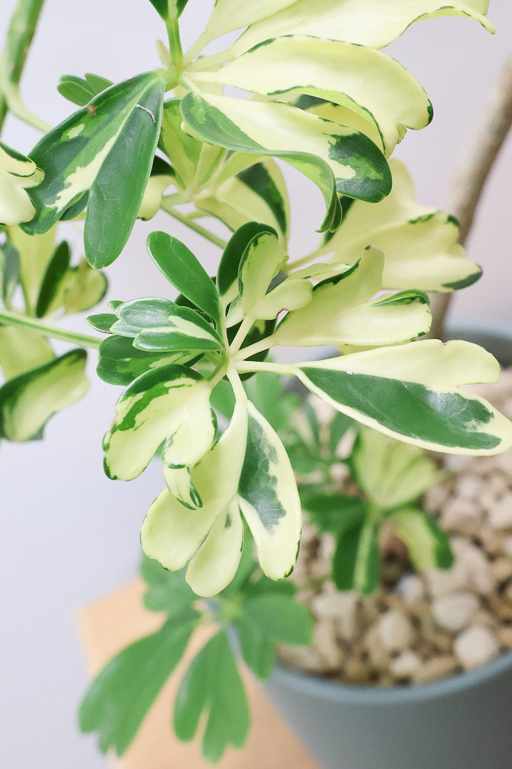 【シェフレラ ジェニーネ】シンプルな樹形！生長がとてもゆっくりなシェフレラなので、あまり出回らない品種です！