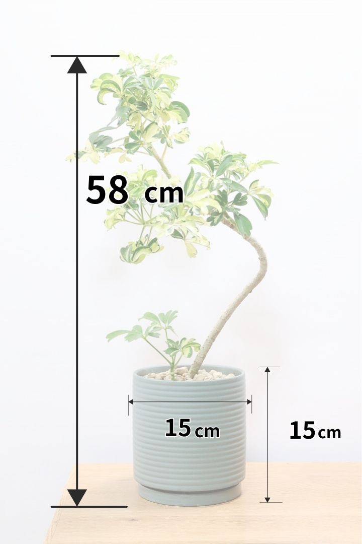 【シェフレラ ジェニーネ】シンプルな樹形！生長がとてもゆっくりなシェフレラなので、あまり出回らない品種です！