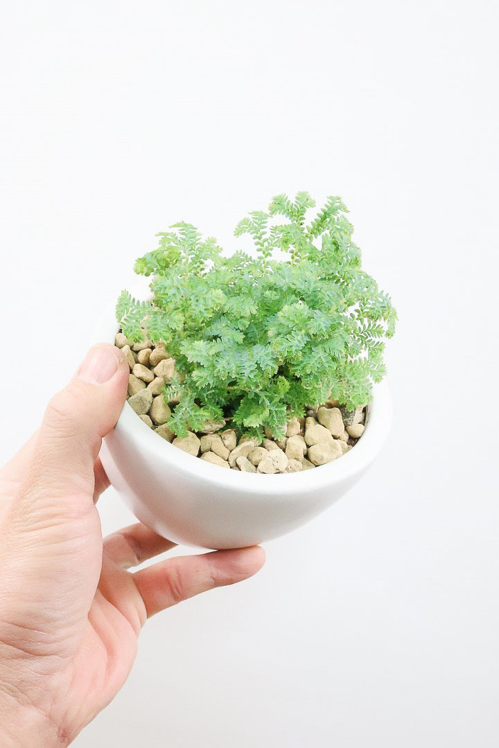 【レインボーファン】ふわふわした雰囲気がとってもかわいい観葉植物。しかも日陰に強い！