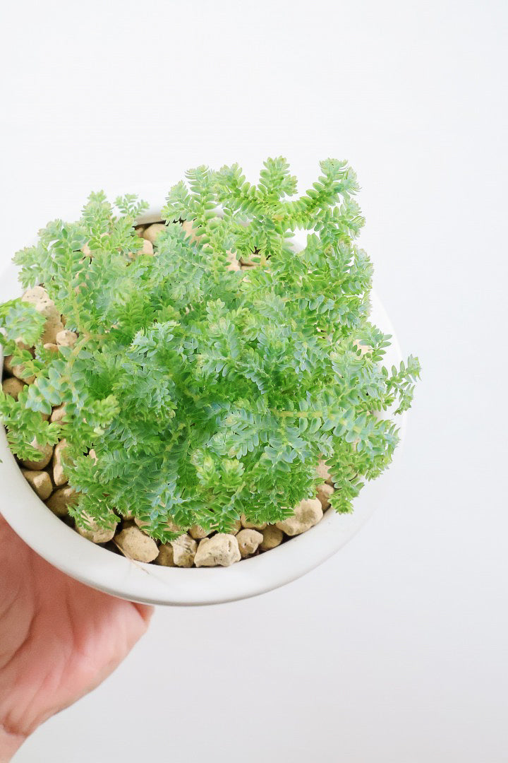 【レインボーファン】ふわふわした雰囲気がとってもかわいい観葉植物。しかも日陰に強い！