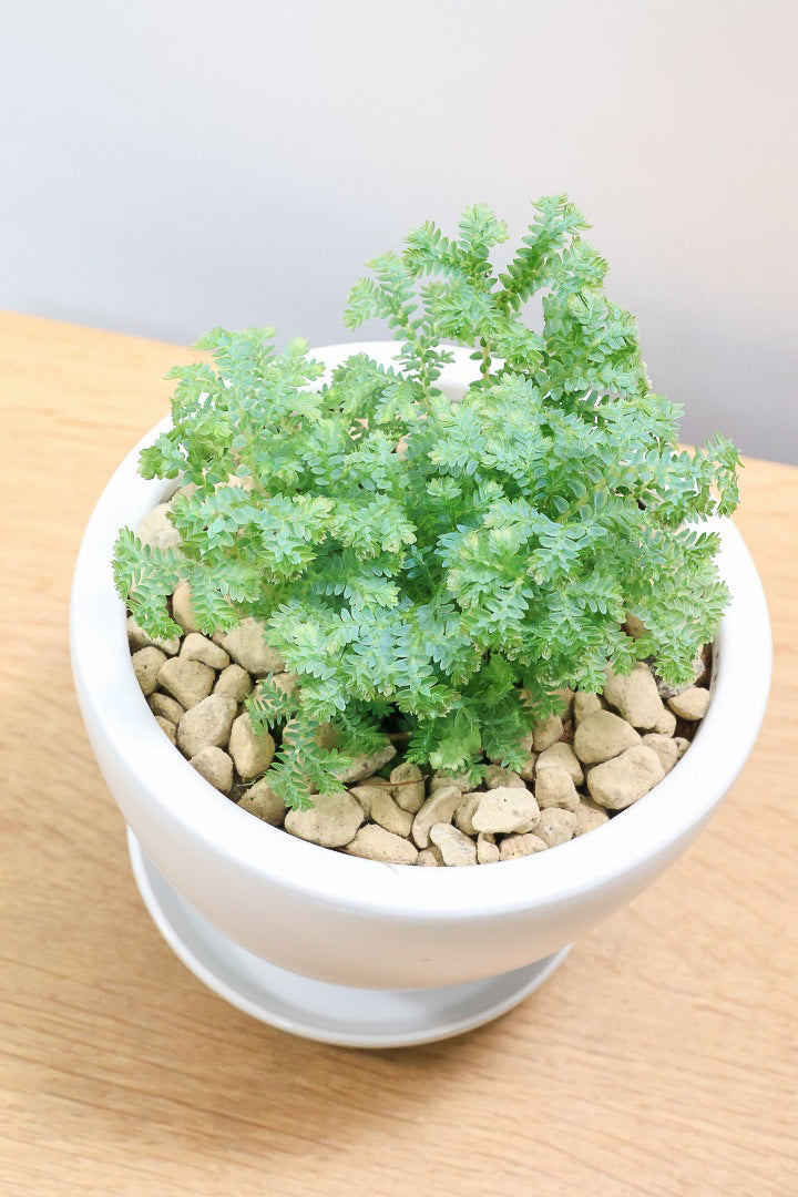 【レインボーファン】ふわふわした雰囲気がとってもかわいい観葉植物。しかも日陰に強い！