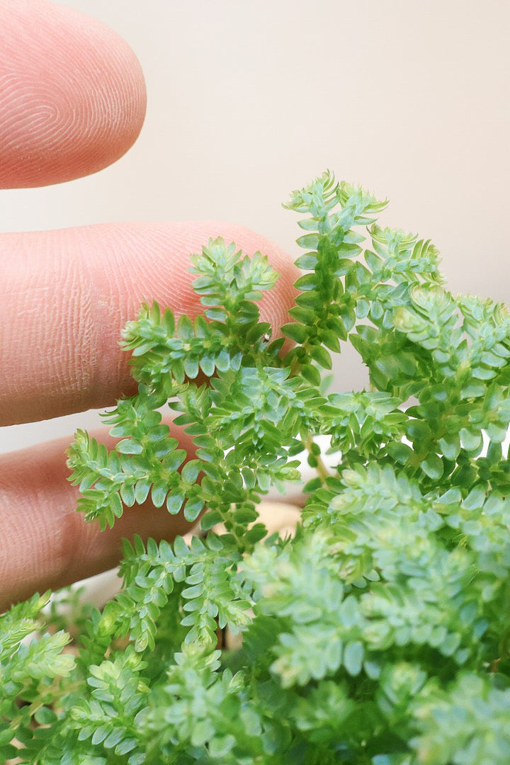 【レインボーファン】ふわふわした雰囲気がとってもかわいい観葉植物。しかも日陰に強い！