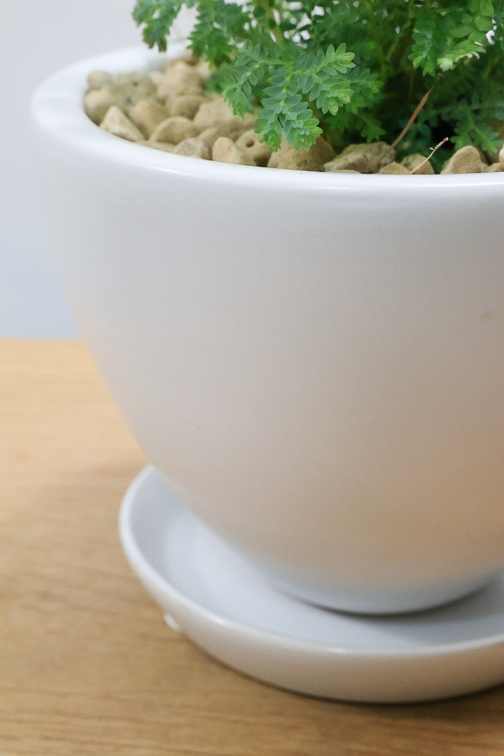 【レインボーファン】ふわふわした雰囲気がとってもかわいい観葉植物。しかも日陰に強い！