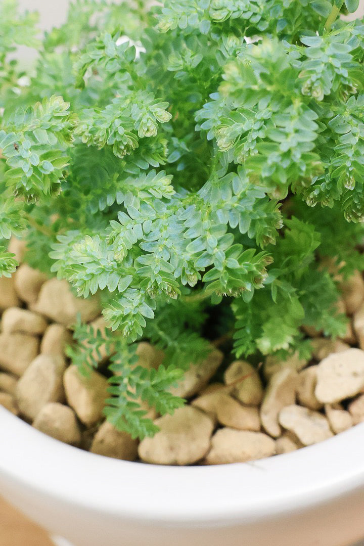 【レインボーファン】ふわふわした雰囲気がとってもかわいい観葉植物。しかも日陰に強い！