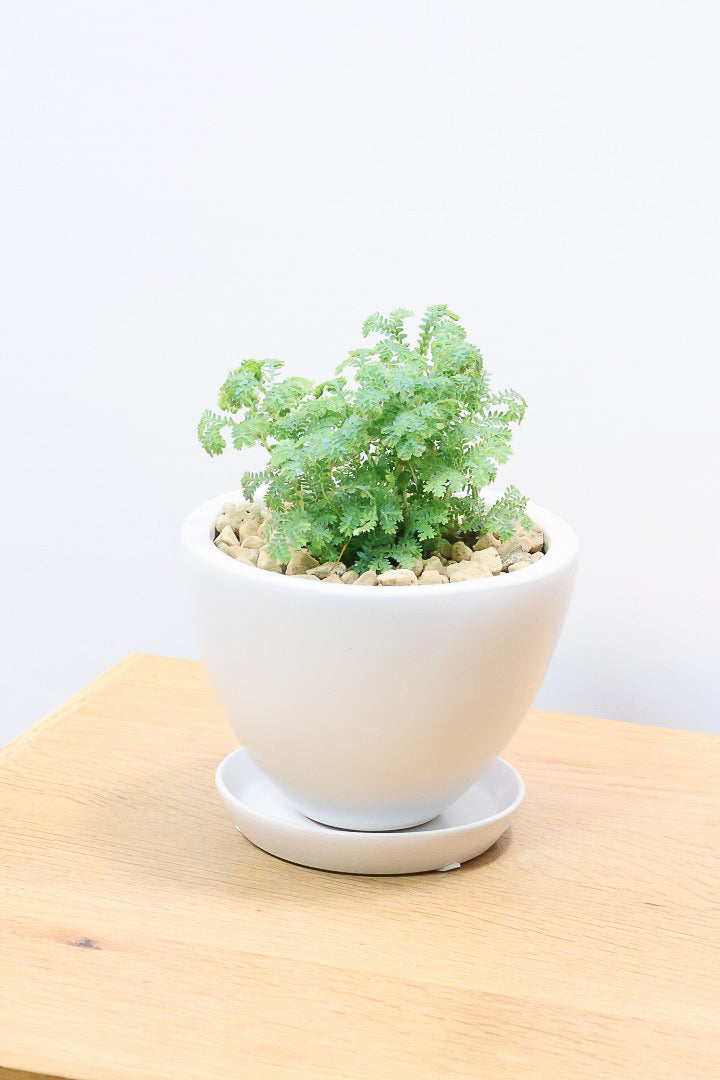 【レインボーファン】ふわふわした雰囲気がとってもかわいい観葉植物。しかも日陰に強い！