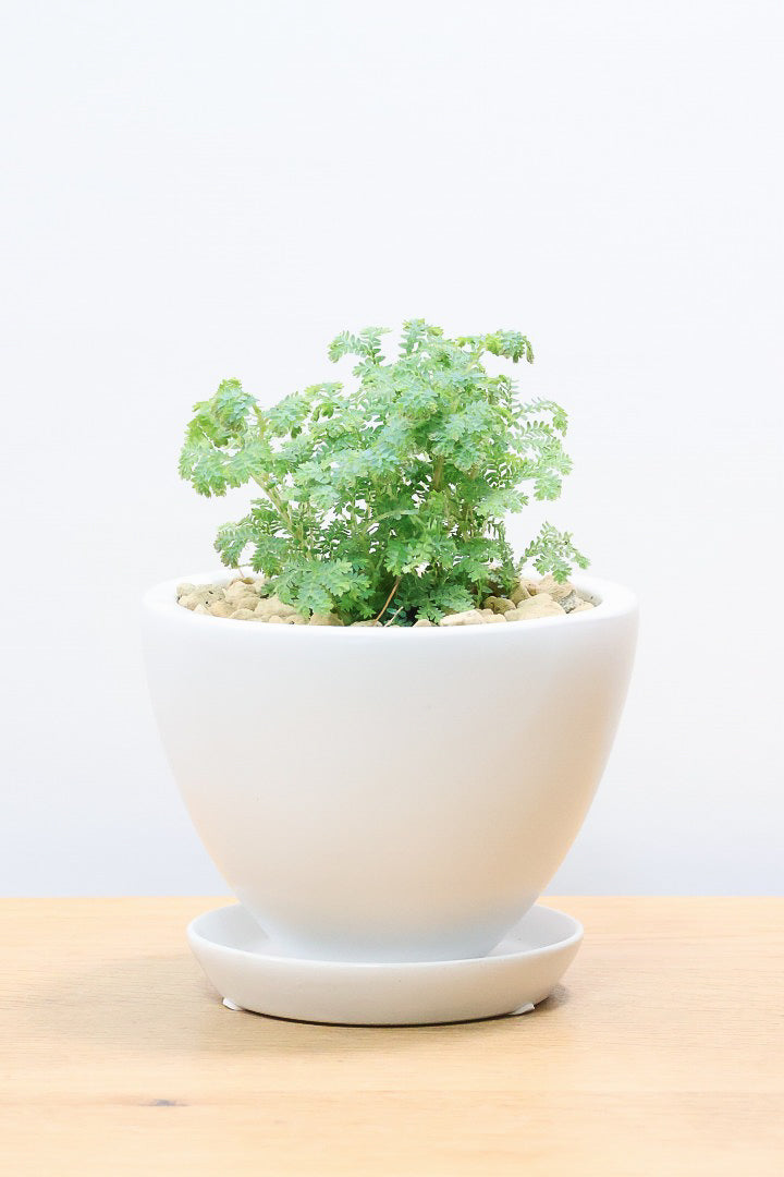 【レインボーファン】ふわふわした雰囲気がとってもかわいい観葉植物。しかも日陰に強い！