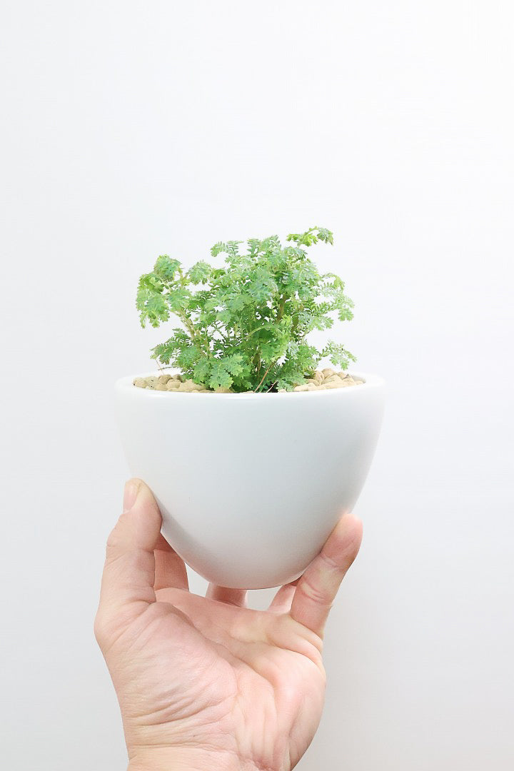 【レインボーファン】ふわふわした雰囲気がとってもかわいい観葉植物。しかも日陰に強い！