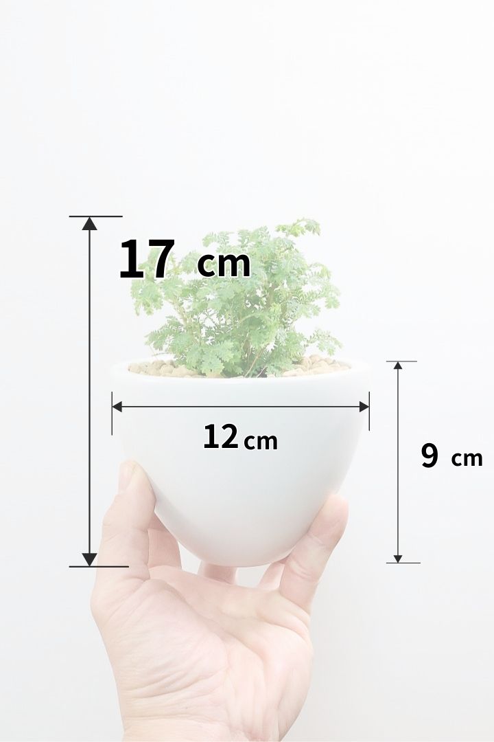 【レインボーファン】ふわふわした雰囲気がとってもかわいい観葉植物。しかも日陰に強い！