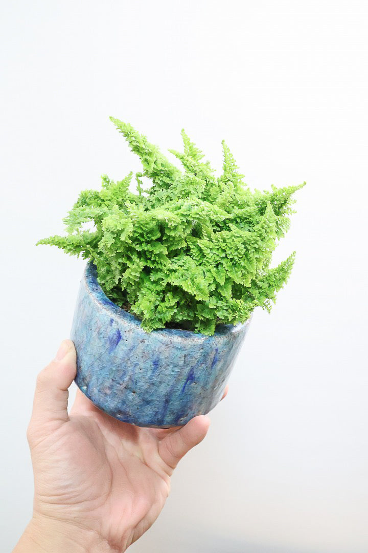 【スコッチシダ】ふわふわした雰囲気がとってもかわいい♪日陰にも強いので育てやすい！