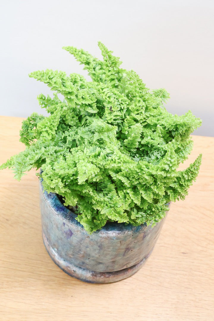 【スコッチシダ】ふわふわした雰囲気がとってもかわいい♪日陰にも強いので育てやすい！
