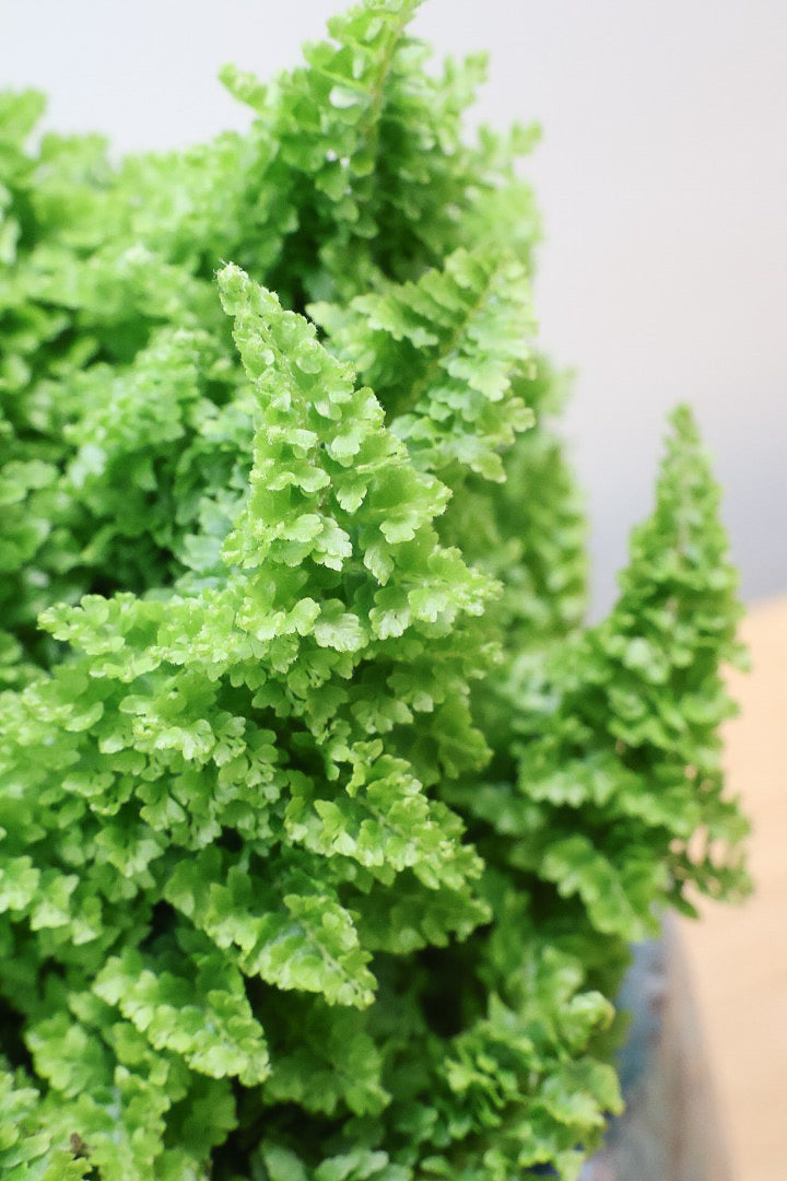 【スコッチシダ】ふわふわした雰囲気がとってもかわいい♪日陰にも強いので育てやすい！