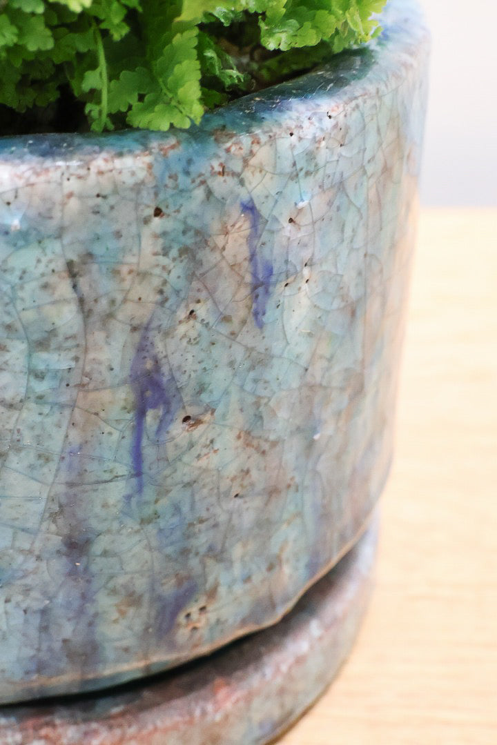 【スコッチシダ】ふわふわした雰囲気がとってもかわいい♪日陰にも強いので育てやすい！