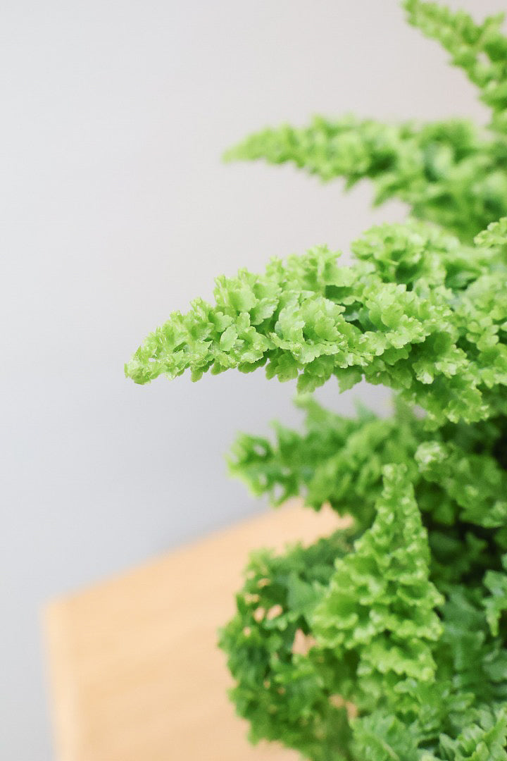 【スコッチシダ】ふわふわした雰囲気がとってもかわいい♪日陰にも強いので育てやすい！