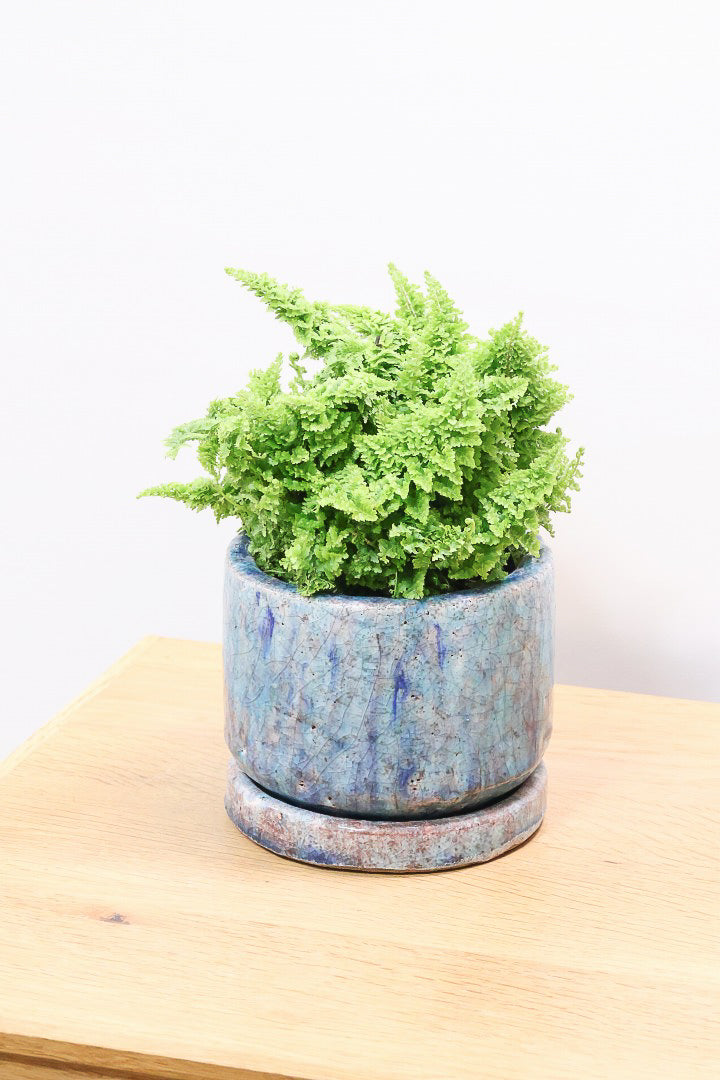 【スコッチシダ】ふわふわした雰囲気がとってもかわいい♪日陰にも強いので育てやすい！