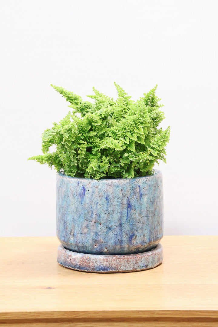 【スコッチシダ】ふわふわした雰囲気がとってもかわいい♪日陰にも強いので育てやすい！