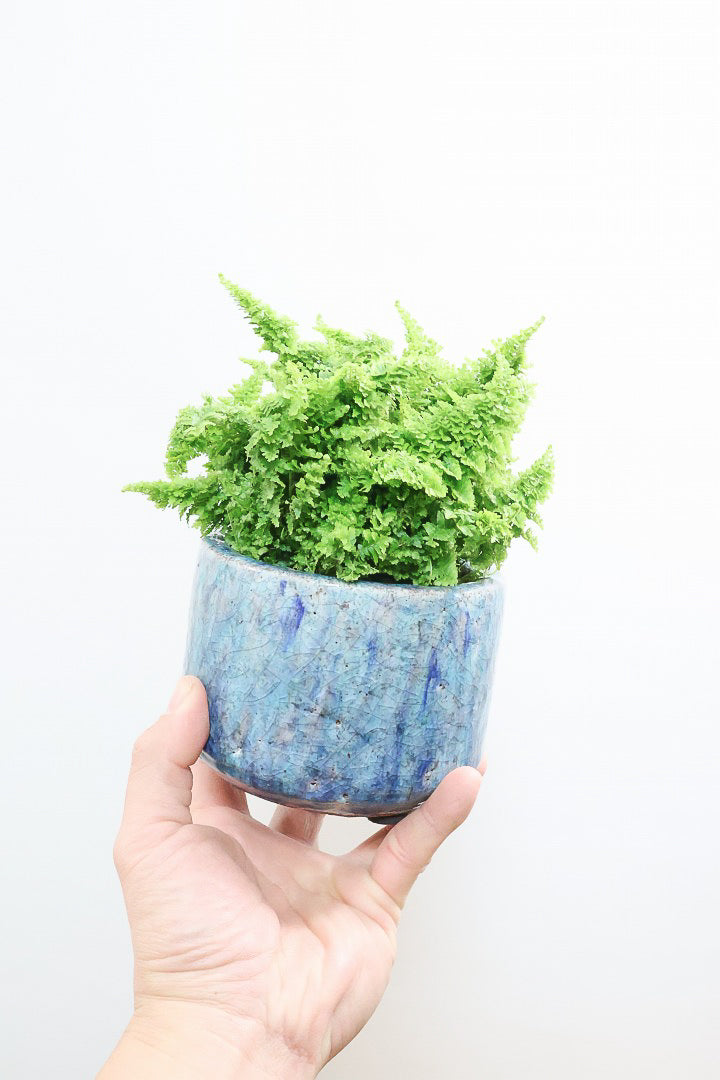 【スコッチシダ】ふわふわした雰囲気がとってもかわいい♪日陰にも強いので育てやすい！