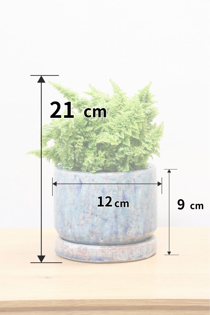 【スコッチシダ】ふわふわした雰囲気がとってもかわいい♪日陰にも強いので育てやすい！