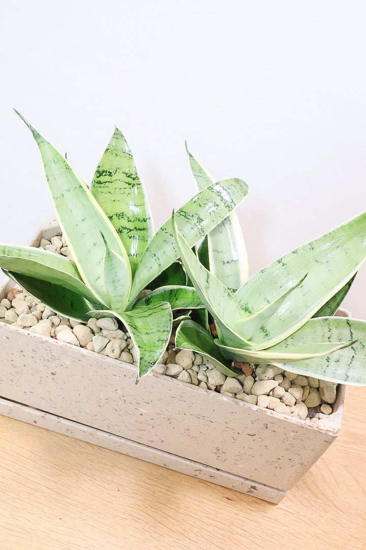 【サンスベリア シルバーハニー】かわいい長方形のプラスチックPOT。爽やかな葉色！あまり出回らない希少種です